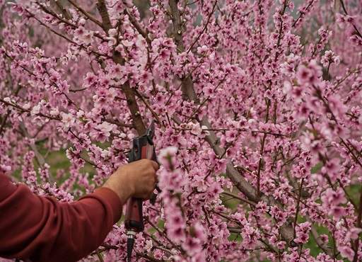 Pruning cherry blossom tree